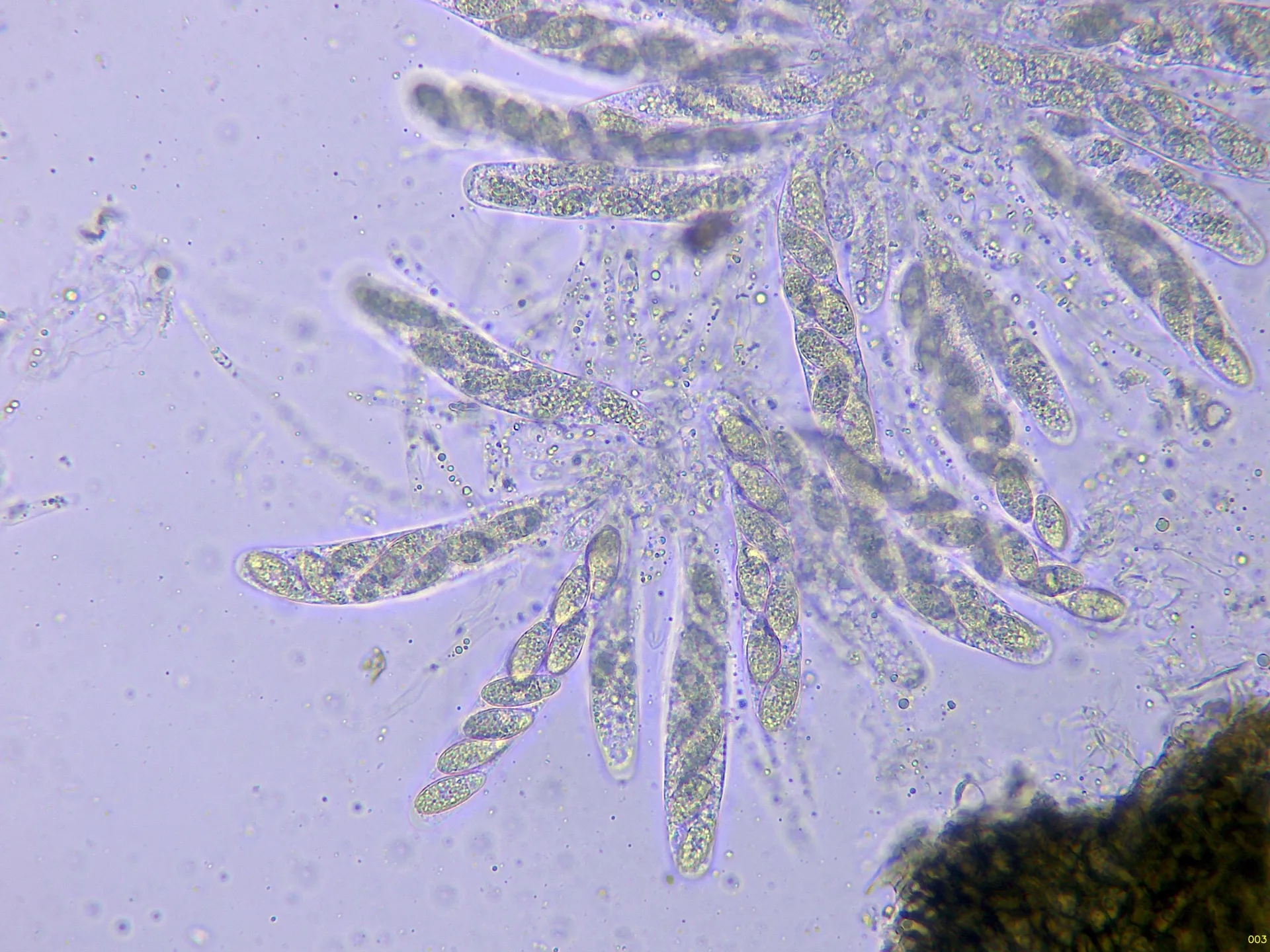 Microscopía de Pseudomassaria sepincoliformis - 10 - Ascos agua x 400-003